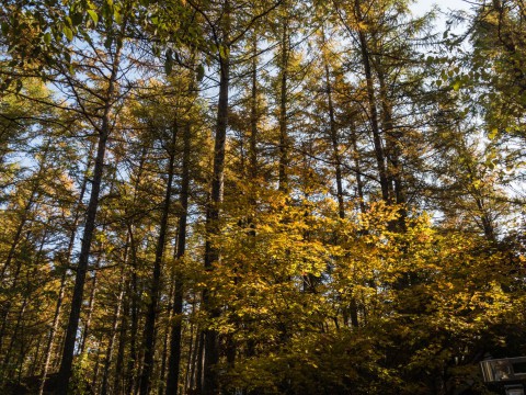 いよいよ、カンタベリー周辺のカラマツが紅葉し始めました。