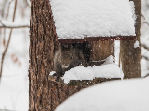 元旦から雪です。初日の出の替わりに”初りす”