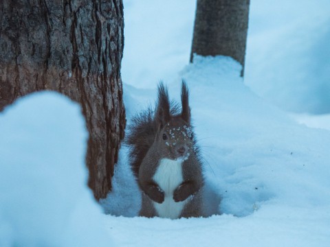 顔を雪まみれにしながら・・ひまわりの種を探すエゾリス君。