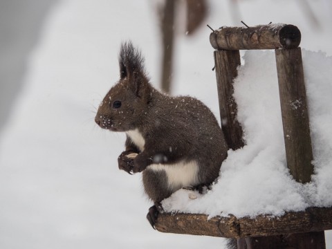 雪降る中やって来たエゾリス君「ひまわりの種見つけたぞ～」