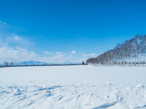 2月も下旬、日差しが強くなり・・青空に映えるシラカバ並木