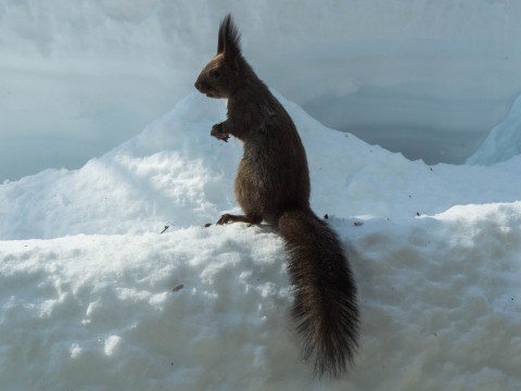 大雪の後は春の陽気。エゾリス君、雪に埋もれたリス小屋に呆然!