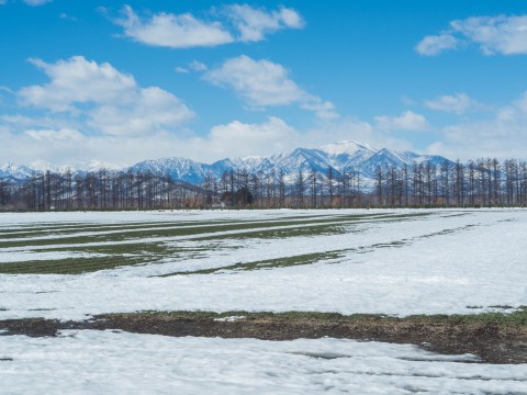 エゾリス君も感じる春の陽気・・みるみるうちに雪どけが進みます。