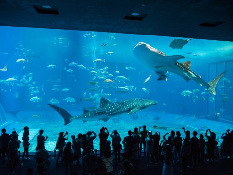 2018シンガポール&沖縄の旅(5)北谷から沖縄美ら海水族館へ