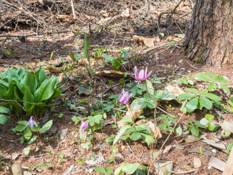 4月も最終日、残雪あり、カタクリの花が満開!