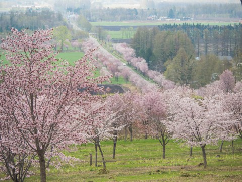 十勝の桜名所「桜六花公園」のサクラが満開になりました。