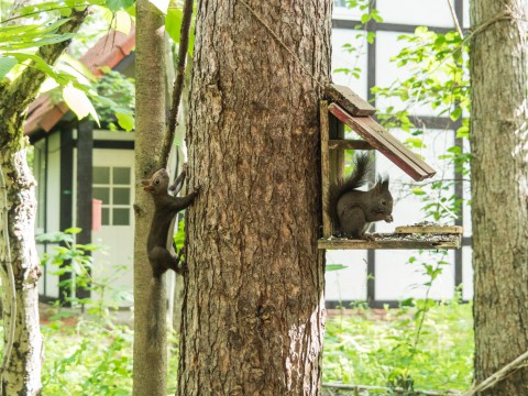 ”こりすちゃん”の行動を見守るのは親リス?