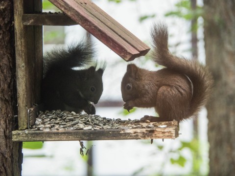 涼しい真夏”こりすちゃん”の兄弟が仲良くリス小屋でお食事中!