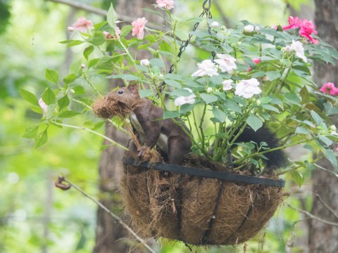 揺れるハンギングバスケット・・エゾリス君が冬支度開始?