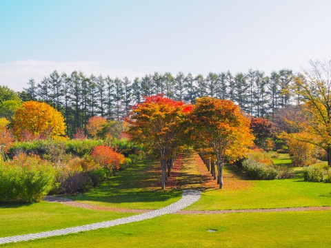秋深まった美術村庭園と新札内丘陵からポロシリ岳