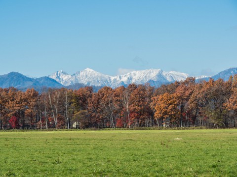 日高の山並み・・遅い冠雪。カラマツの紅葉・・見頃です。