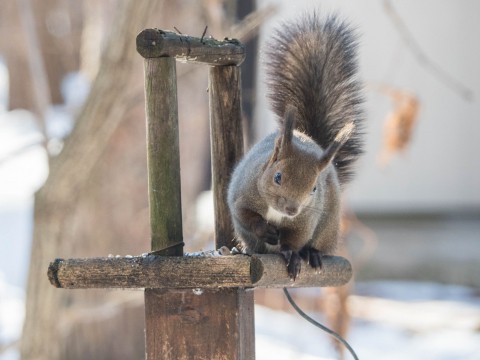 雪の少ない穏やかな年の瀬・・庭で遊ぶ2匹のエゾリス君。