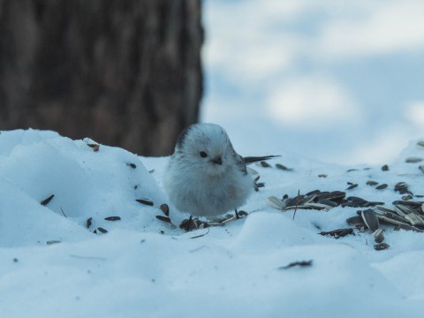 今日は野鳥天国・・「シマエナガ」ちゃんも初登場!