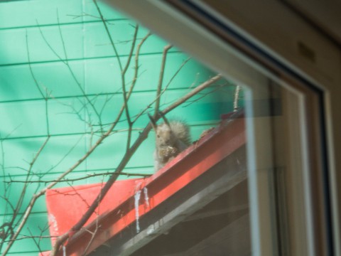 春の陽気に・・エゾリス君が屋根からカフェ覗く。