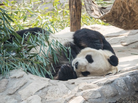 2019北京・万里の長城vol.3~北京動物園パンダと南鑼鼓巷~