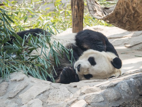 2019北京・万里の長城vol.3～北京動物園パンダと南鑼鼓巷～