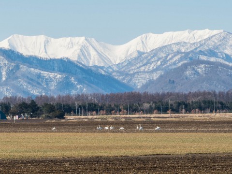 3月下旬、すっかり雪が無くなってしまった畑に”白鳥”が・・