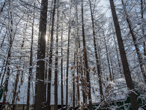 4月ですが・・カラマツ林が雪化粧”スノードロップ”は開花。