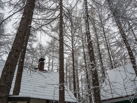 G.W.初日は雪・・これが本当に平成最後の雪リス!