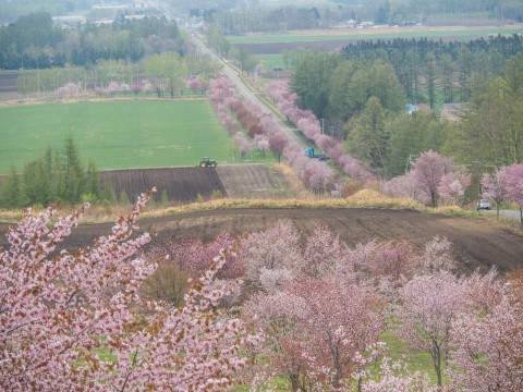 十勝の桜名所になった「桜六花公園」満開でした!