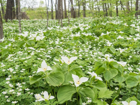 白い花咲く「六花の森」・・オオバナノエンレイソウが満開!