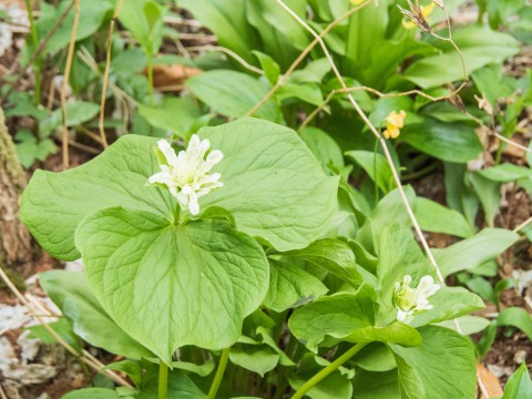 雪どけから1か月、山野草が次々開花、奇形のエンレイソウも・・