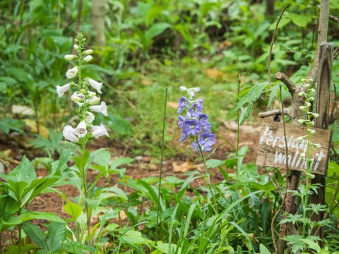 ひさびさの雨に濡れるカンタベリー・ガーデンの草花。