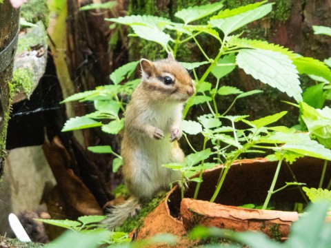 多忙な8月はエゾシマリスの”シマちゃん”に癒されています。