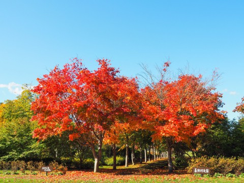 秋晴れの農村風景と紅色がきれいな「美術村庭園」の紅葉。