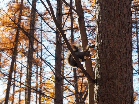 秋深まり、カラマツの紅葉とエゾリス君、庭は黄金色の絨毯に!