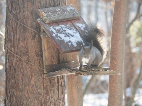 エゾリス君もお待ちかね?遅い初雪で薄っすら雪化粧!