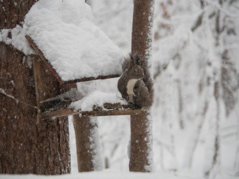 久しぶりの大雪に見舞われています。そんな中でもエゾリス君!