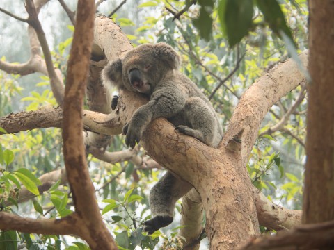 2019メルボルン・タスマニア・シドニーvol.14～フェリーでタロンガ動物園～