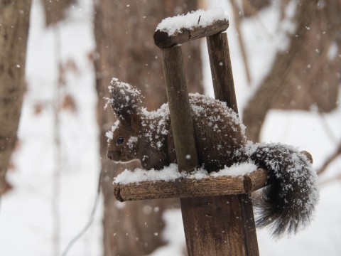 今度は大雪かな?雪に埋もれてしまうよ・・エゾリス君!