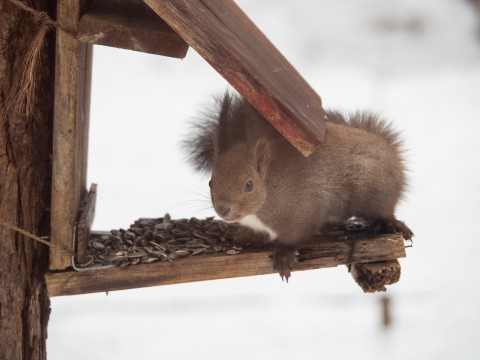 エゾリス君も驚きます・・春を告げる”屋根からの落雪”