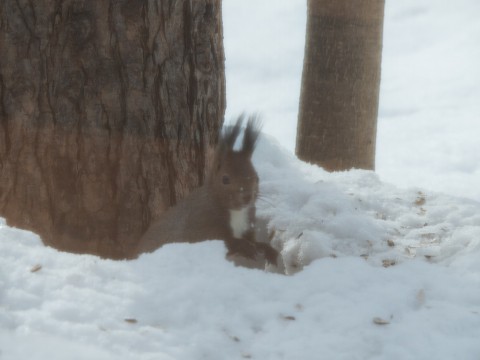 雪どけが進む3月後半・・シメの大群が去ってからエゾリス君