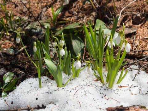 春を告げる花・スノードロップが雪の中から開花しました。