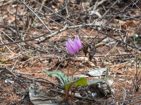 5月ですので例年通りカタクリの花も咲き始めましたが・・