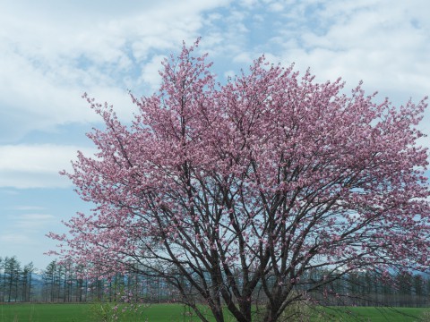 世間は自粛ムードですが・・村道沿いの一本桜は元気に満開!