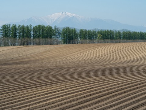 5月下旬は新緑の季節・・畑の畝模様が風景のアクセントに!