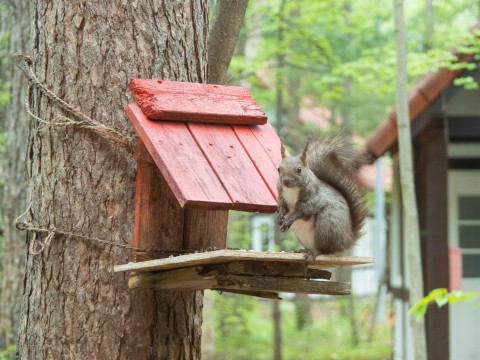 久し振りに”リス小屋”をリフォーム・・エゾリス君も衣替え中!