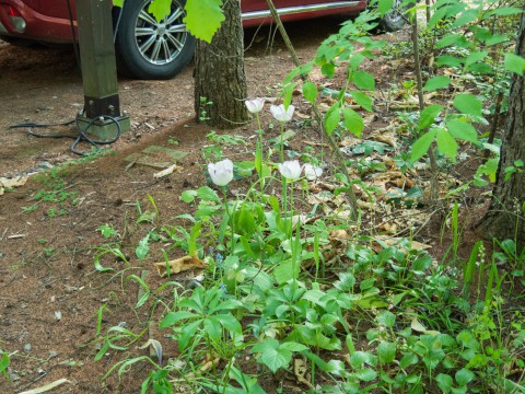 ”ベニバナイチヤクソウ”など自生する山野草と共存する庭づくり