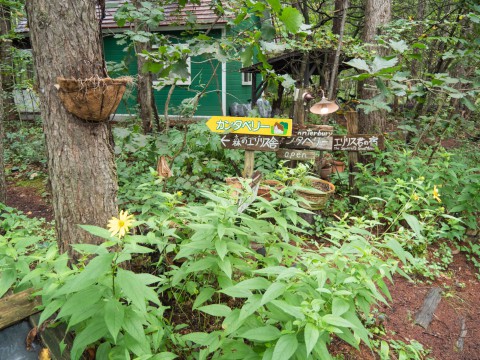 秋の花が咲き、キノコも出て・・カンタベリーの庭は秋の気配!