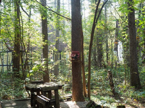 朝陽に照らされるエゾリス君と赤い実がなったナナカマド!