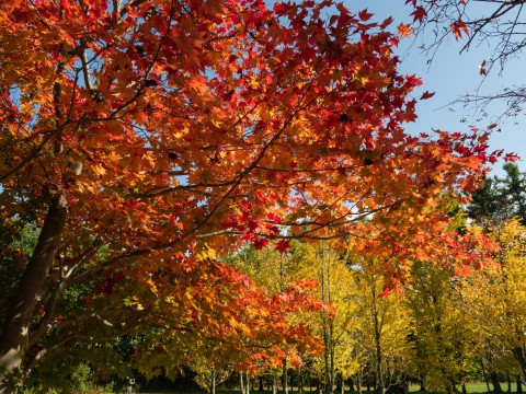 紅葉が十勝平野にも・・「美術村庭園」のモミジも見事です!