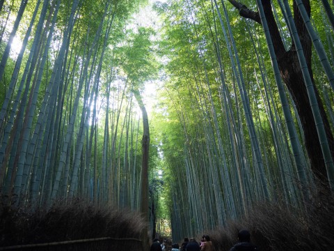 2020秋の京都&沖縄離島めぐりの旅vol.2～紅葉の嵯峨野と京懐石～