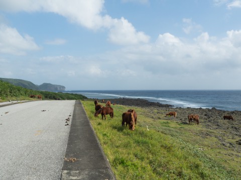 2020秋の京都&沖縄離島めぐりの旅vol.5～最西端の秘島・与那国島～