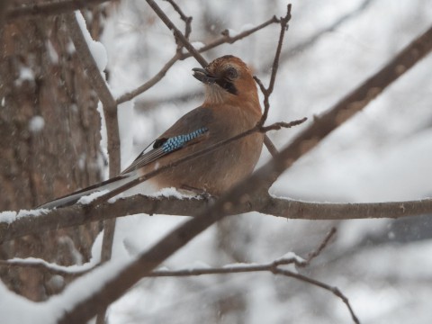 吹雪のなかカケスさんが・・結局、例年通りの積雪量に!