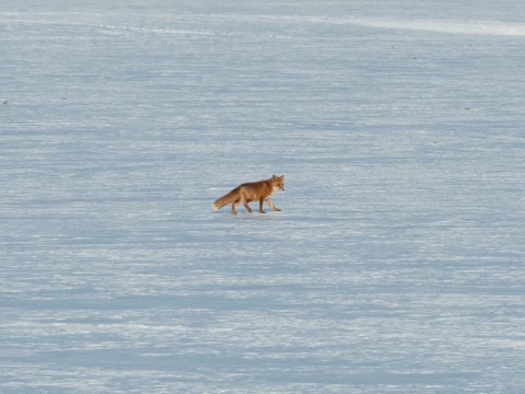 強い日差しで光る畑にキツネ、屋根からは雪が落ちそう!