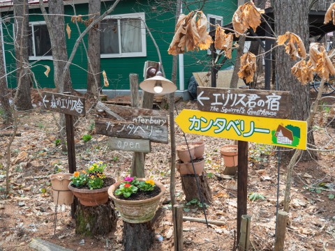 看板類を修理、花を植え、カタクリも咲き・・春らしく!